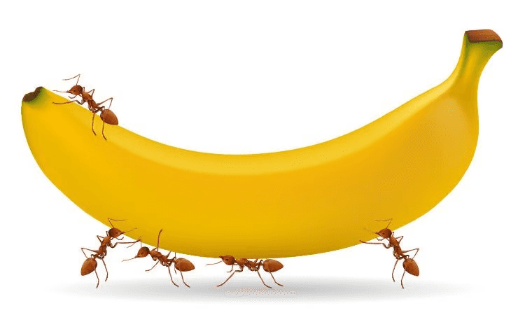 ants on a banana