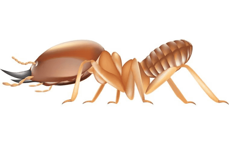cartoon drawing of termite